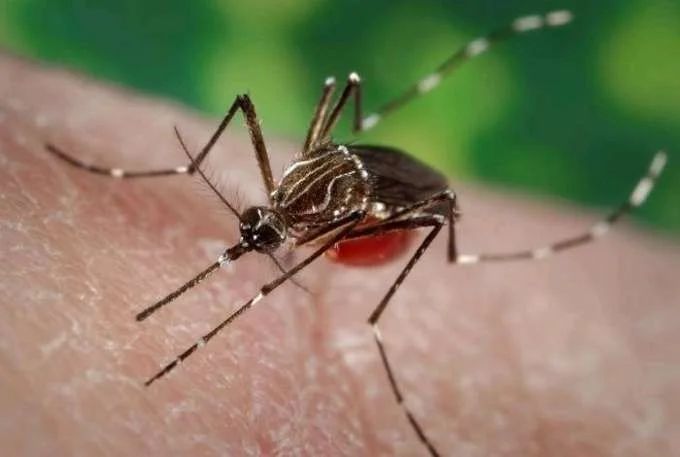 El aumento de mosquitos en zonas urbanas eleva el riesgo de enfermedades en personas mayores.